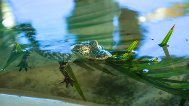 Juvenile alligators swimming in a Florida gator farm with various sizes.