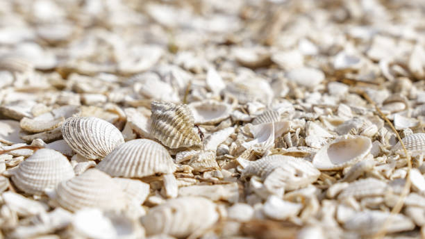 istock Millions of Seashells Creating a Stunning Shoreline Landscape 2168488390