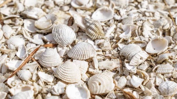istock Millions of Seashells Creating a Stunning Shoreline Landscape 2168488391