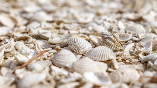 istock Millions of Seashells Creating a Stunning Shoreline Landscape 2168488392