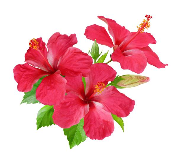 istock Botanical hibiscus flower, floral bouquet white background 2168488505
