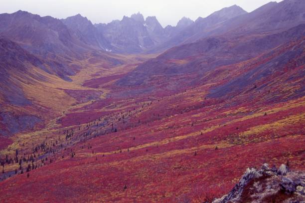 Hiking trails transport adventurers into a valley blanketed with brilliant fall colors,  looking towards Talus Lake and Mount Monolith in the Tombstone Mountain Range, Yukon, Canada