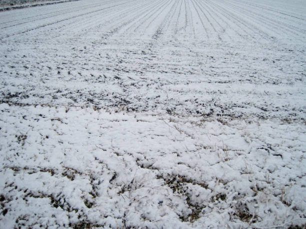 istock A view of a field where snow has begun to accumulate 2168489595