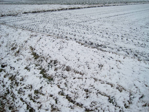 istock A view of a field where snow has begun to accumulate 2168489596