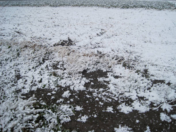istock A view of a field where snow has begun to accumulate 2168489599