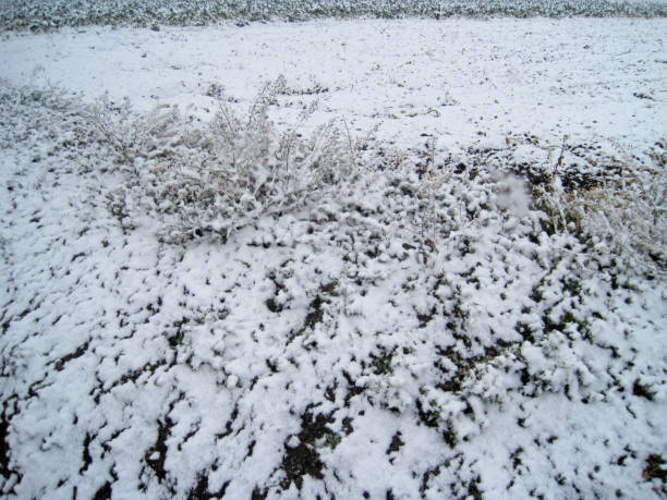 istock A view of a field where snow has begun to accumulate 2168489639