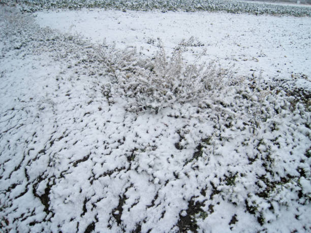 istock A view of a field where snow has begun to accumulate 2168489640
