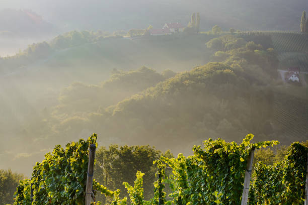 View of vineyard in the morning in horizontal format