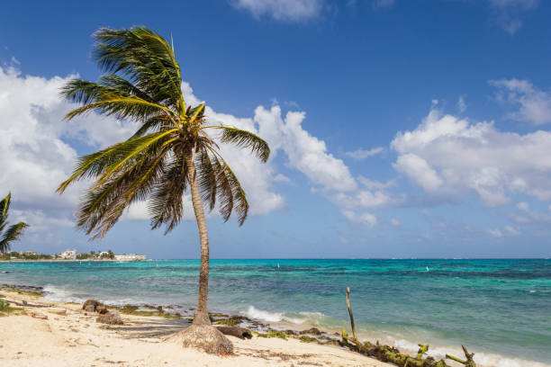 istock Palm tree in San Andres Island - Colombia 2168490262