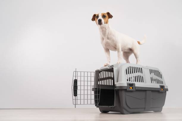 istock Jack Russell Terrier dog stands on a travel box. 2168490485