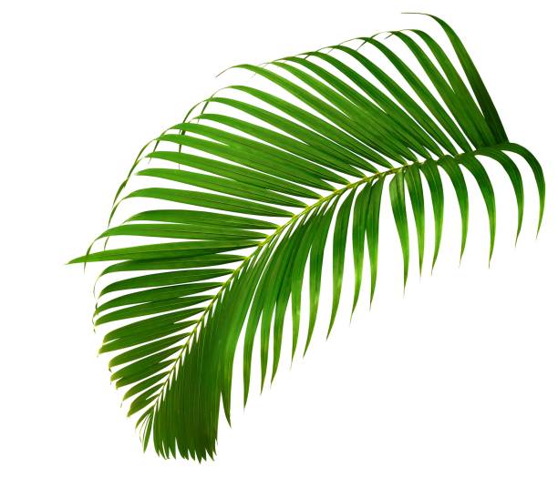 istock Tropical palm leaves isolated on transparent background 2168490540