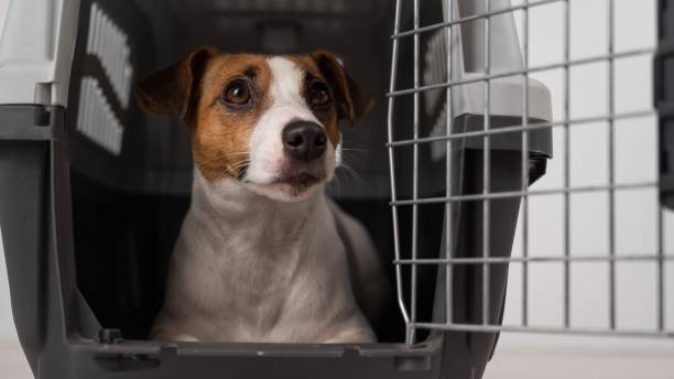 istock Jack Russell Terrier dog inside a cage for safe transportation with open door. 2168490550