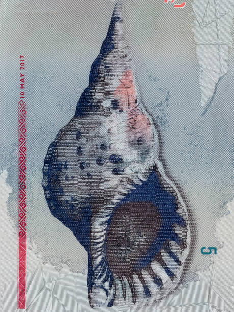Portrait of conch shell from Maldives 10 rufiyaa banknote