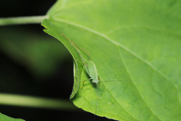 istock Phaulula macilenta (Himekudamakimodoki) green bush Cricket larva with small wings just growing (Natural+flashlight, close-up macro photography) 2168494022