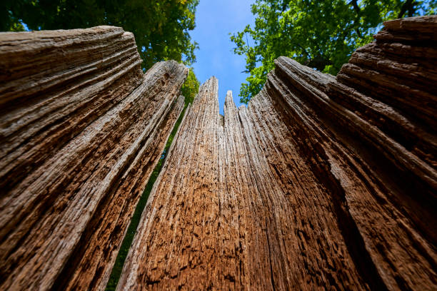 istock Half tree trunk. Brown hollow empty plant trunk in forest. Up view against blue sky. 2168496379