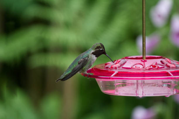 Broad Tail Hummingbird turned, looking left while perched in garden. OLYMPUS DIGITAL CAMERA