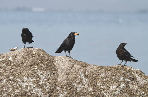 Black birds on a rock