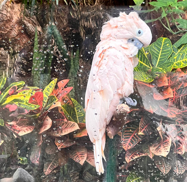 Tropical bird with pink feathers