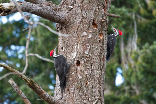 Two birds drilling a tree with their beaks