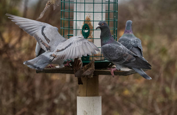istock IMG_7681 Birds on feeder 2168497672
