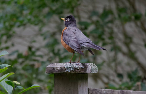 American robin, migratory bird