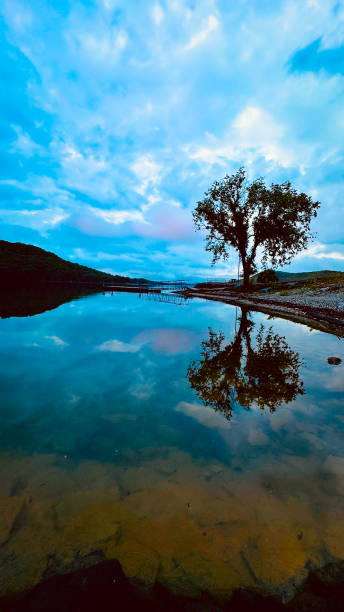 A Lone tree stands near a dock reflecting in the glass lake waters