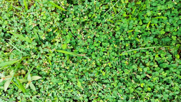 istock Nature background, nature pattern background, green background, wild plants in the fields and aquarium plants 2168499140