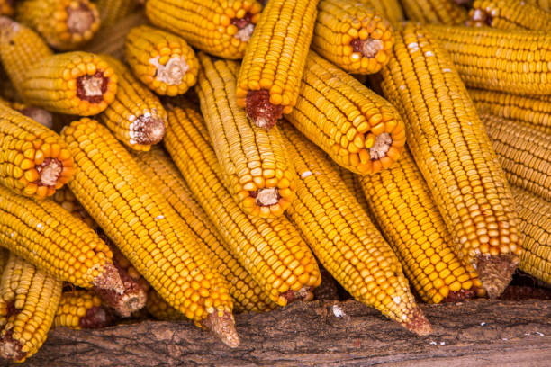 istock Harvesting corn dried in the rural garden. 2168500683