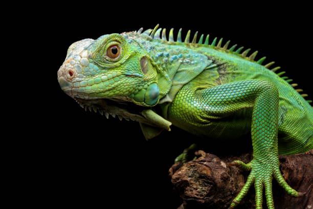 istock green iguana head and spikes 2168500996