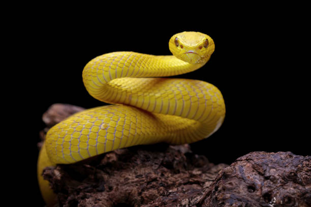 istock Yellow White-lipped Pit Viper isolated on black background 2168500999