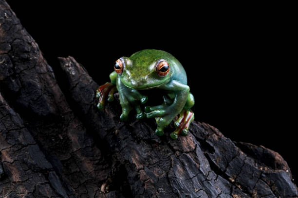istock Rhacophorus dulitensis, Jade tree frog sitting on leaves 2168501027