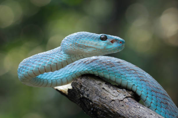istock Blue viper snake insularis, trimeresurus Insularis 2168501092