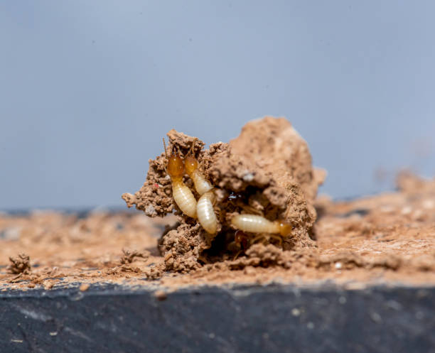 istock Close up of Termites Eating wood, (Termite damage house) 2168501152