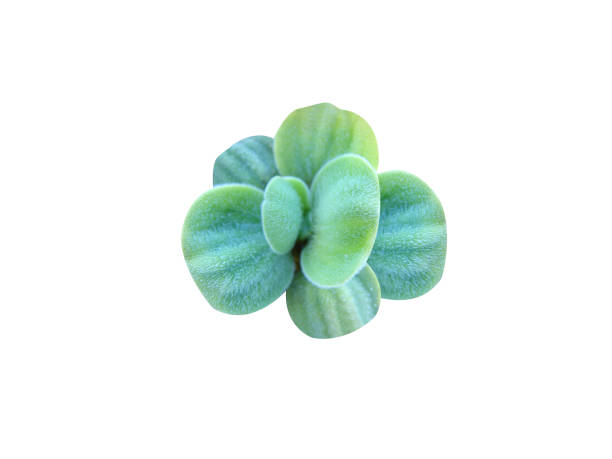 Pistia or Pistia stratiotes plant on white background