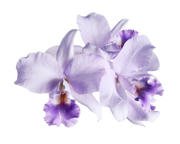 istock Cattleya Orchids, Violet Orchids isolated on white background, with clipping path 2168501756