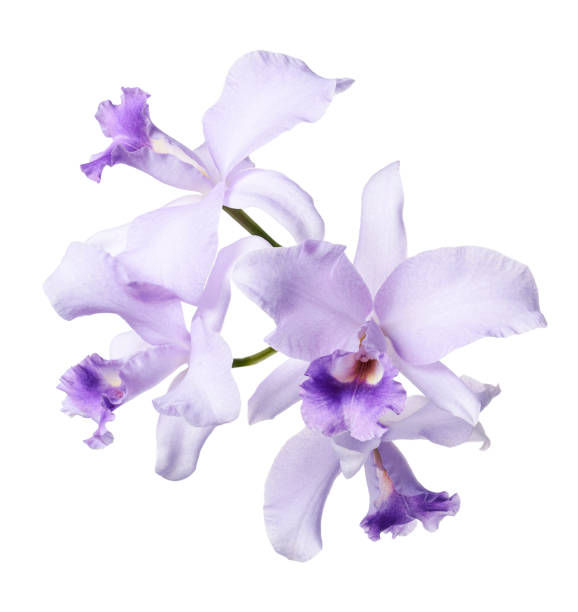 istock Cattleya Orchids, Violet Orchids isolated on white background, with clipping path 2168501757