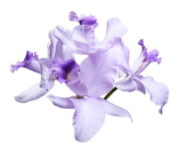 istock Cattleya Orchids, Violet Orchids isolated on white background, with clipping path 2168501758