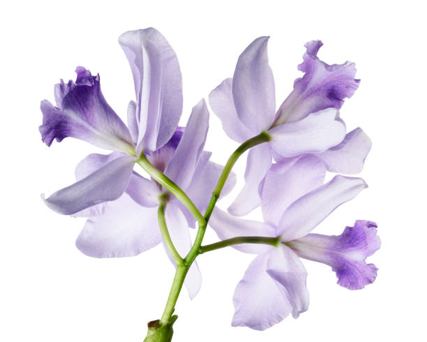 istock Cattleya Orchids, Violet Orchids isolated on white background, with clipping path 2168501760