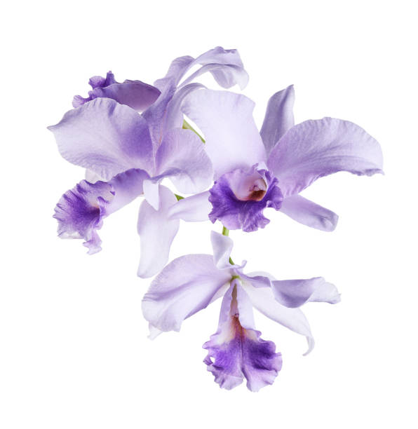 istock Cattleya Orchids, Violet Orchids isolated on white background, with clipping path 2168501766