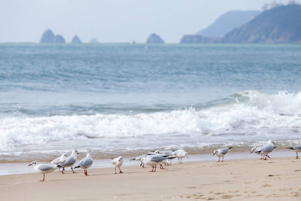 istock Group of seagulls are at Haeundae beach. Busan 2168501812