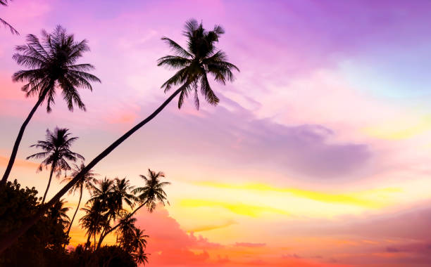 istock Banner Summer with colorful theme as palm trees background as texture frame background 2168501847