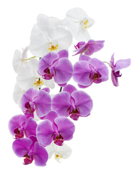 Ultra Violet Orchid Lilac Purple Flower in Tropical Garden Macro Photography Close-up Selective focus
