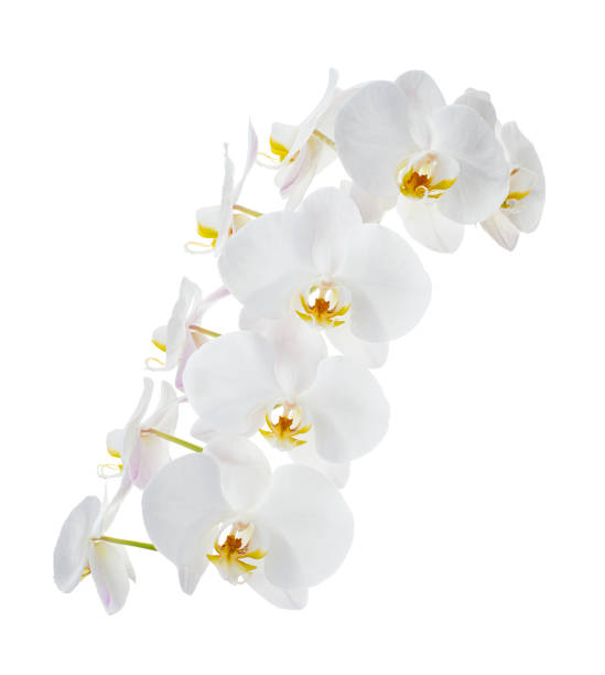 istock White Phalaenopsis Orchid, Moth Orchids isolated on white background, with clipping path 2168501876
