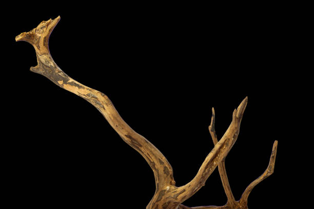 istock Driftwood with a beautiful pattern isolated on black background, clipping path included 2168502440