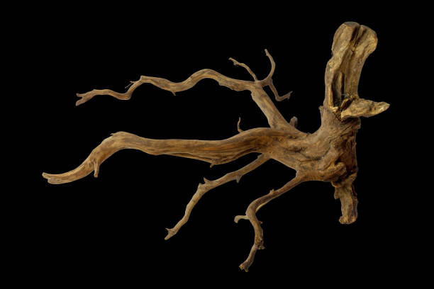 istock Unique stump driftwood with texture roots branched isolated on black background with clipping path 2168502443