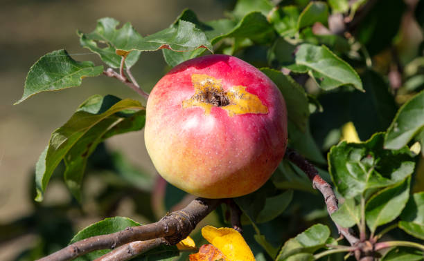istock Red ripe apples on a tree in summer 2168502751