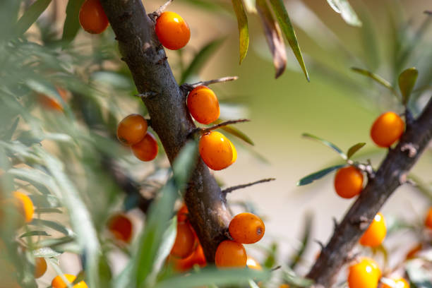 Ripe sea buckthorn on a tree in summer. Macro.