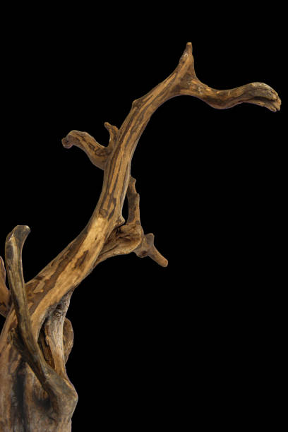 istock Driftwood tree root for decorating isolated on black background with clipping path 2168503250
