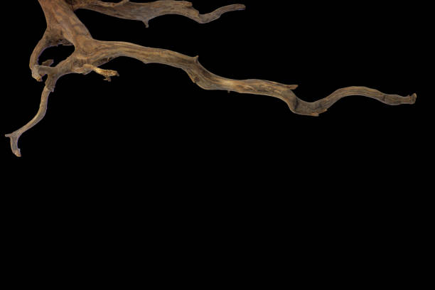 istock Frame texture root driftwood isolated on black background, clipping path included 2168503253
