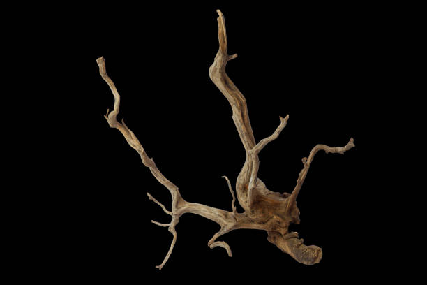 istock Dry aged driftwood branches isolated on black background with clipping path 2168503262